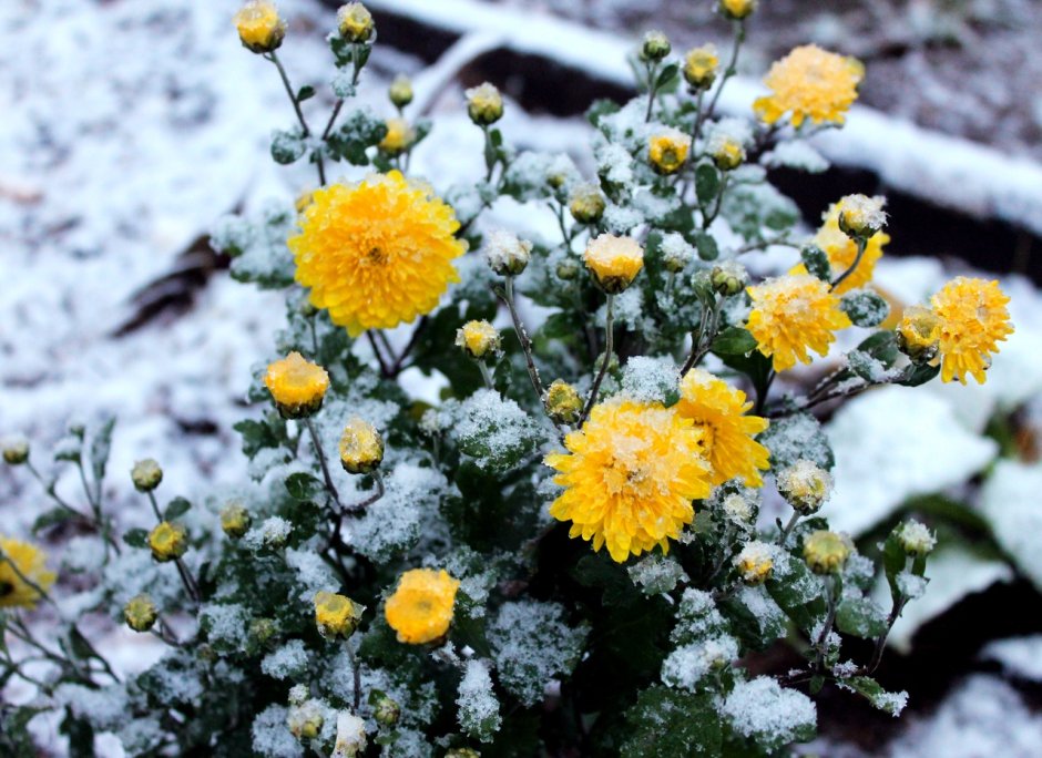Хризантемы в снегу с добрым