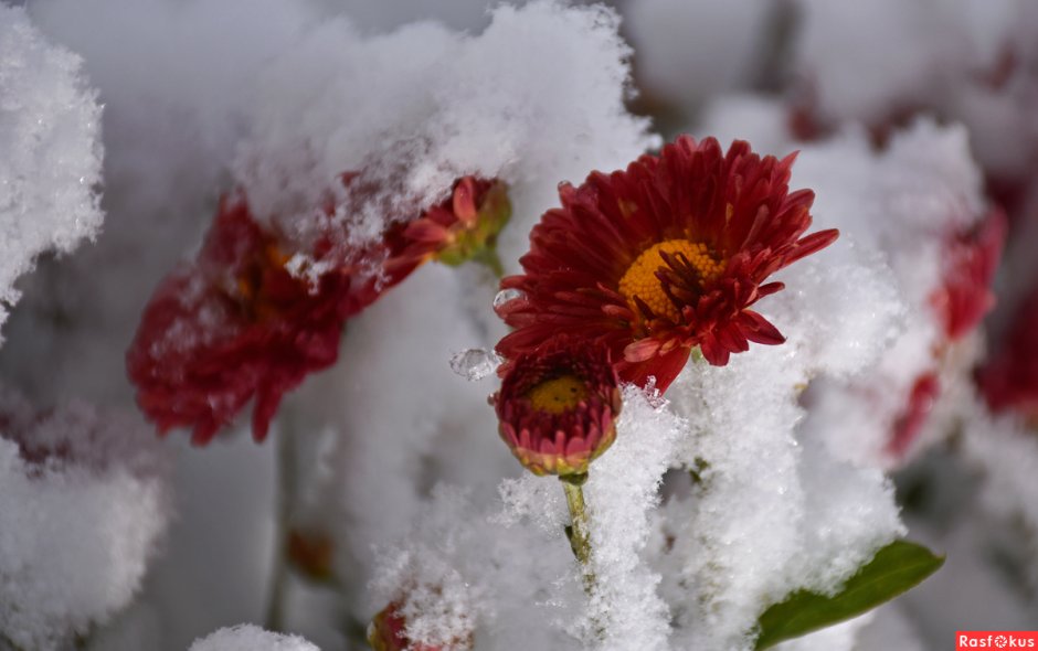 Цветочки под снегом