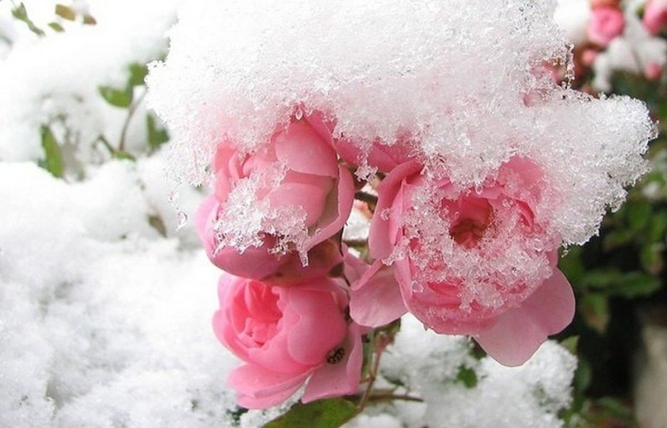 Цветы снежок