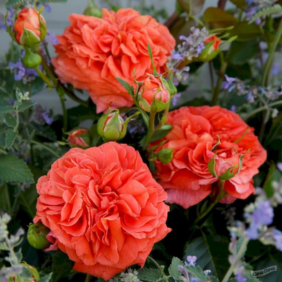 Оранжери Orangerie роза