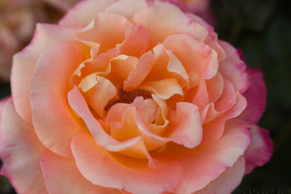Феникс Phoenix роза