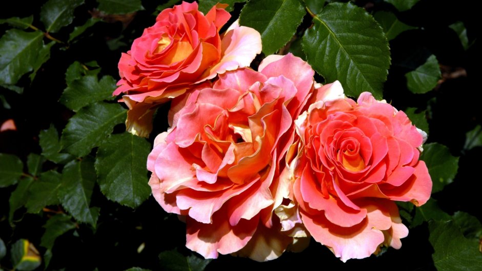 Роза флорибунда Московская красавица