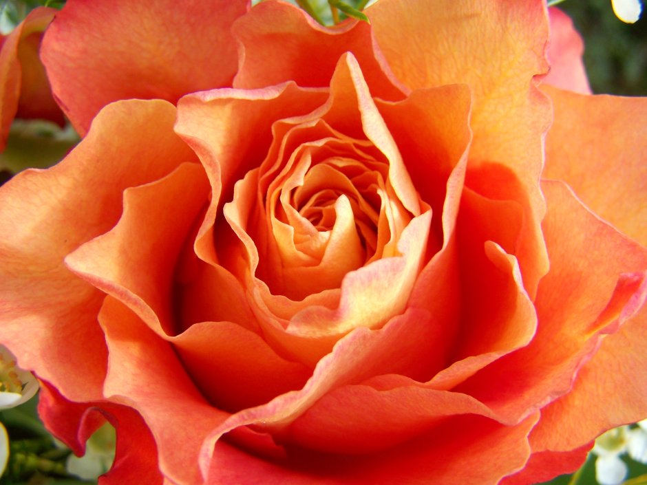 Роза флорибунда оранж Джус