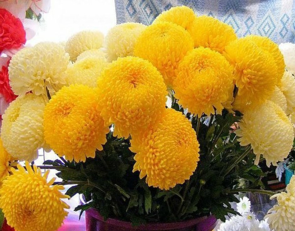Желтые шарообразные цветы