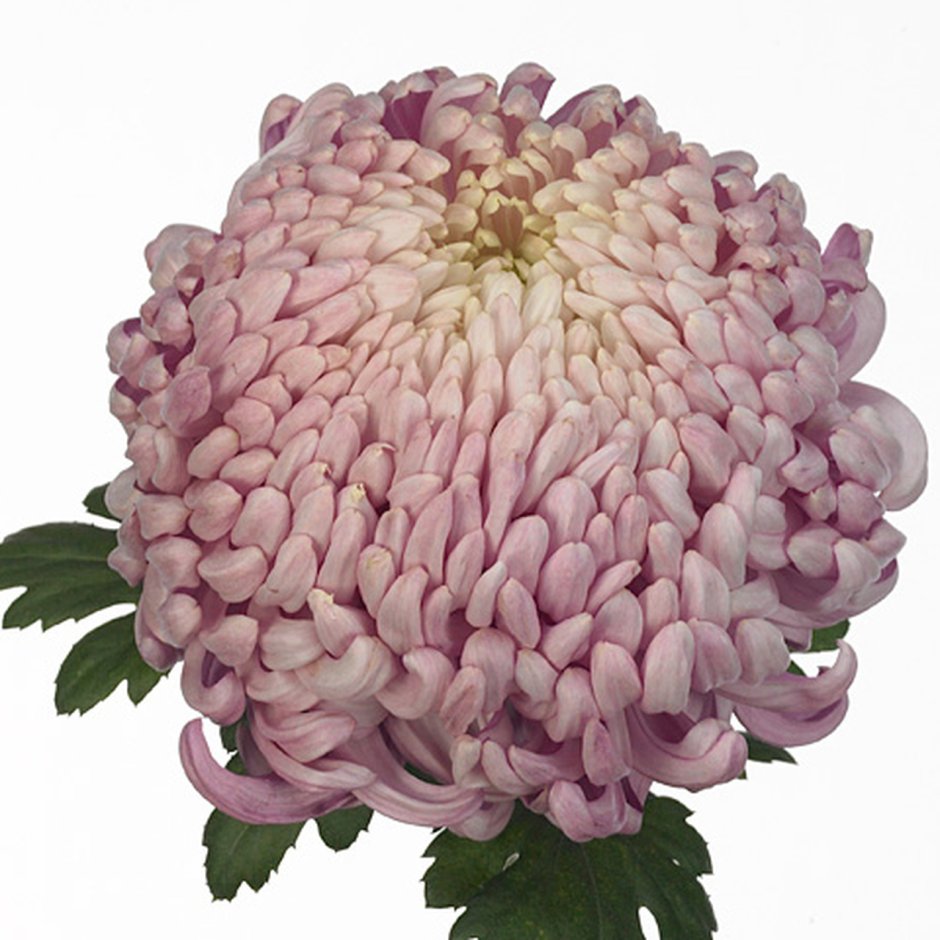 Хризантема бигуди фиолетовая