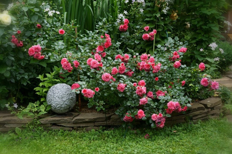 Розы флорибунда почвопокровные Боника