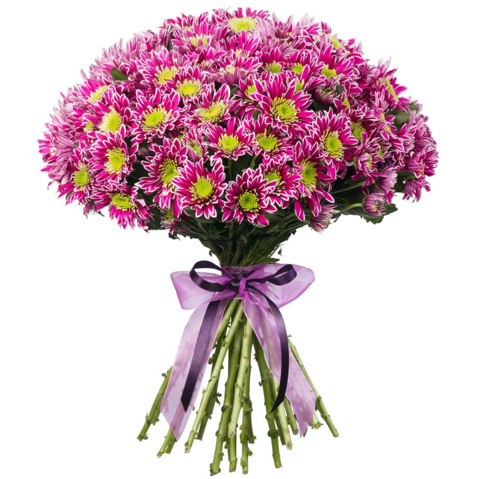 Фиолетовые хризантемы кустовые букет