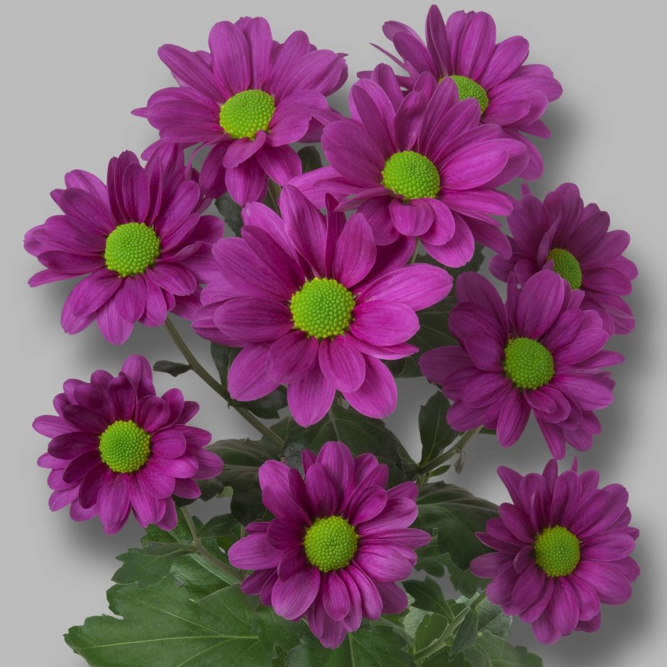 Хризантема кустовая фиолетовая
