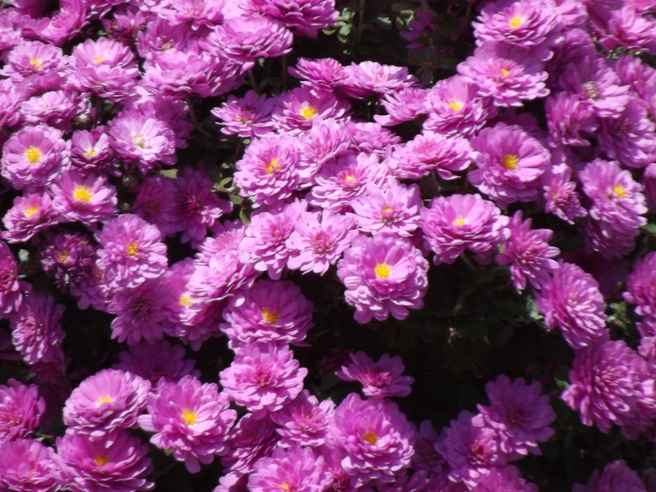 Harlem Purple Хризантема
