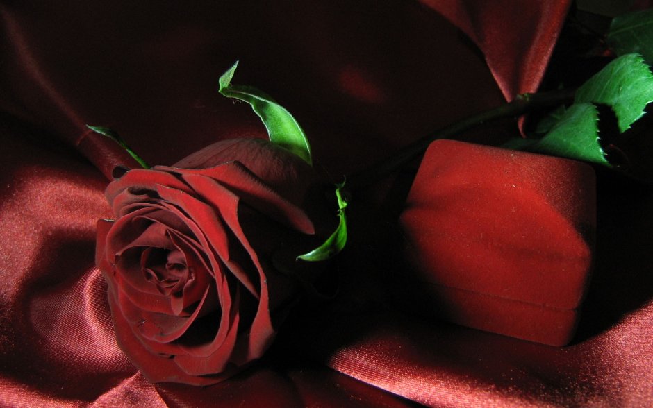 Бордовая роза на темном фоне