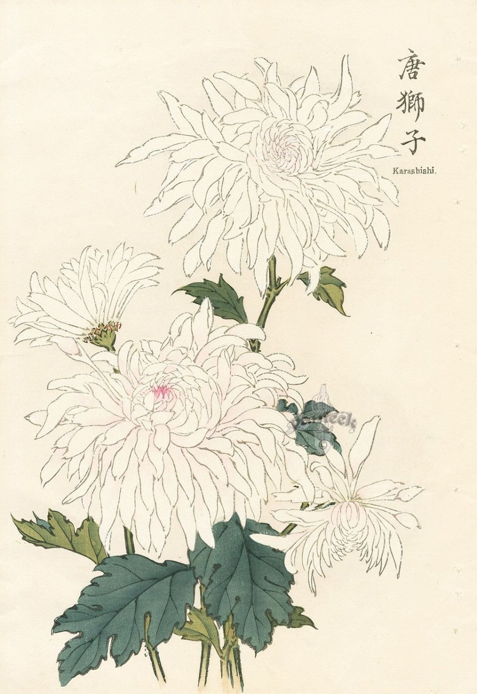 Белые японские хризантемы