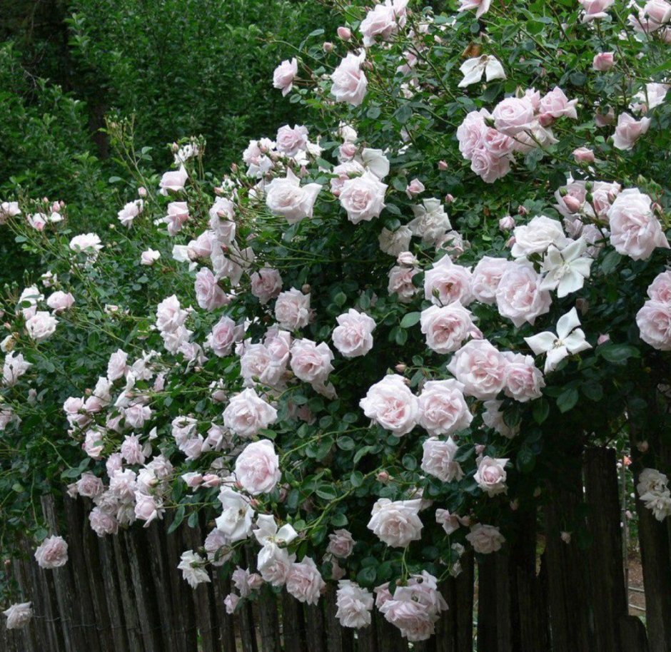 Плетистые розы Нью даун