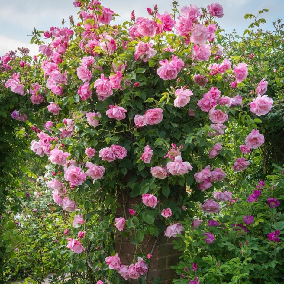 Плетистые розовые розы