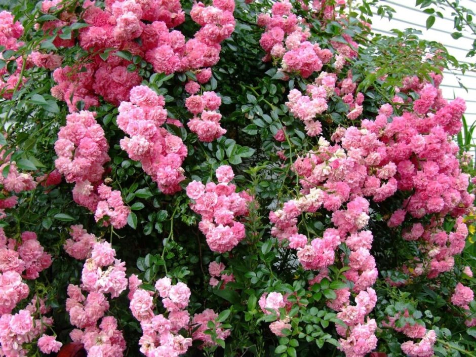Дороти Перкинс плетистые розы