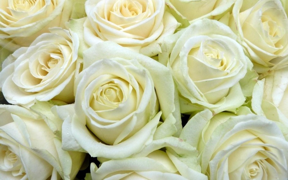 Белые розы Магади