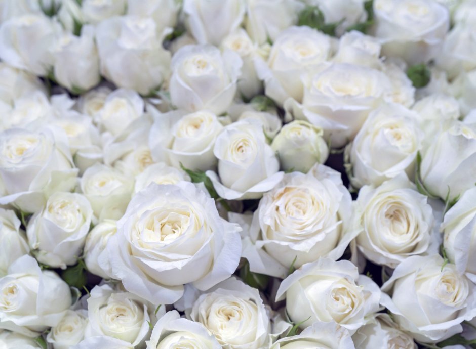 Красивые белые розы