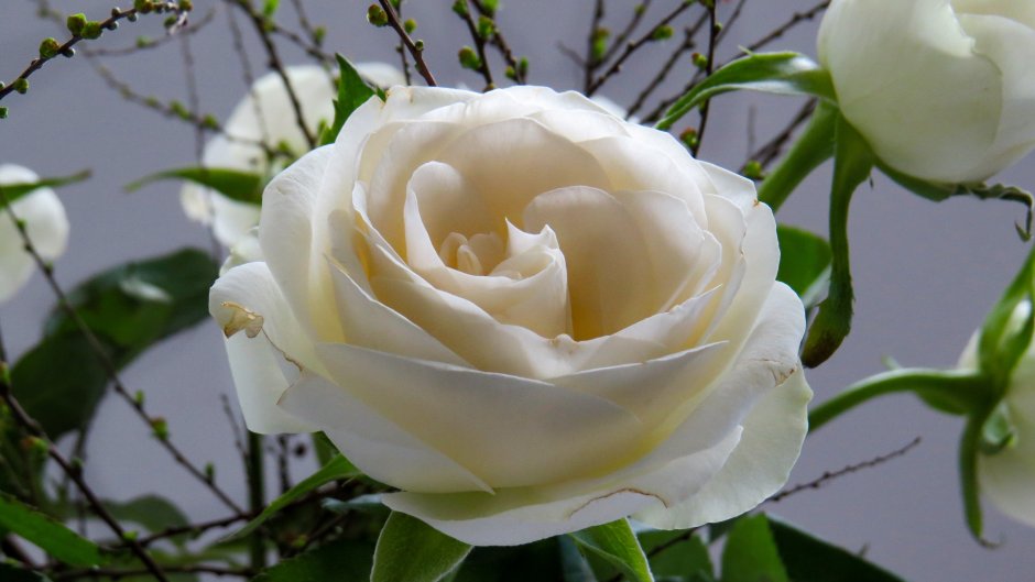 Роза флорибунда White Bouquet