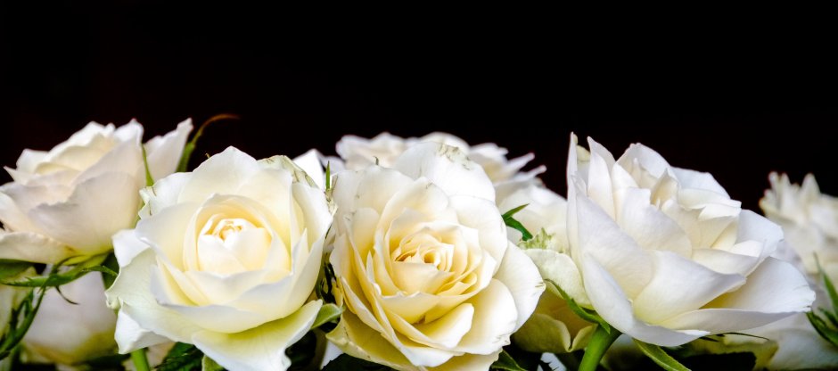 Три белые розы фото
