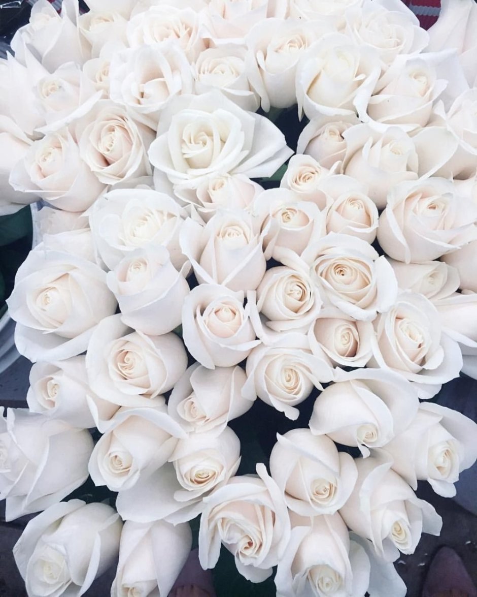 Крупные белые розы