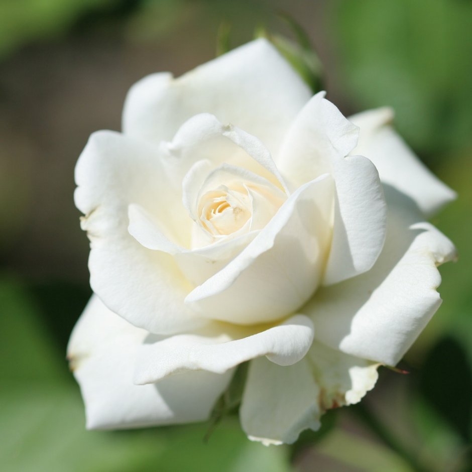 Роза Маго белая