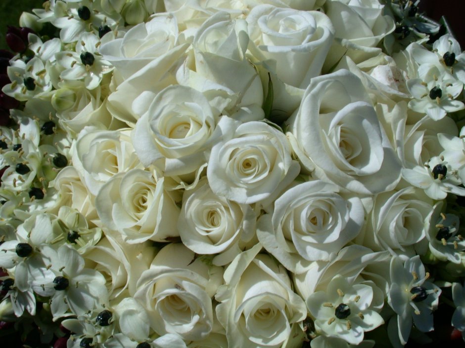 Роскошный букет белых роз