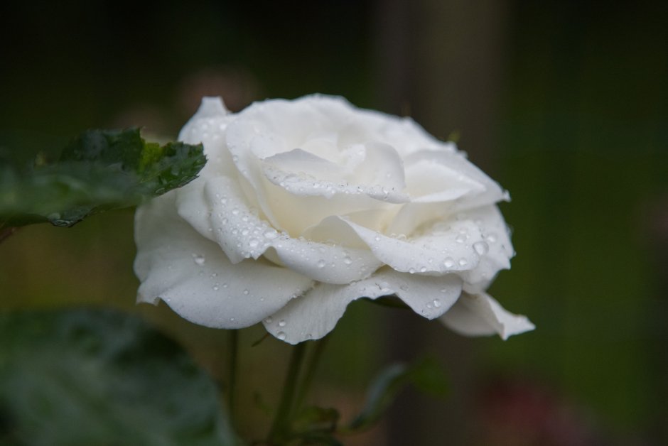 Роза белая флорибунда макро