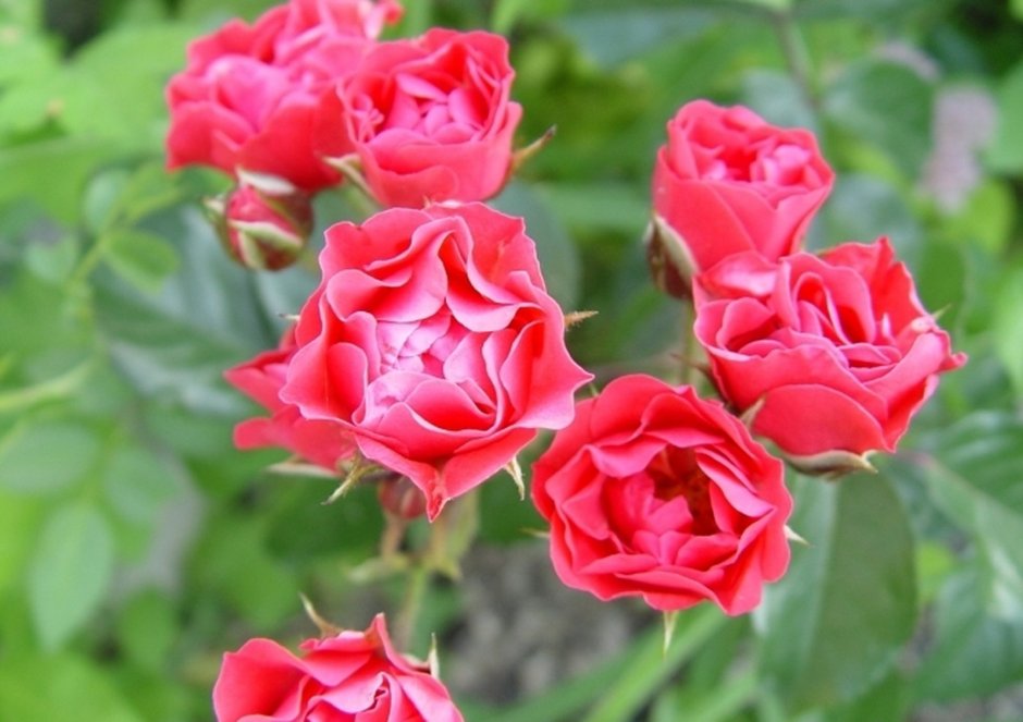 Розы Раффлс розовые светлые названия
