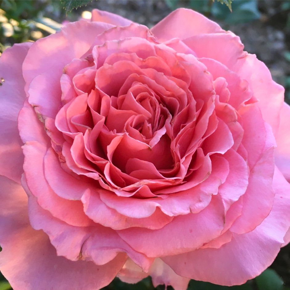 Роза шраб Laurent Cabrol