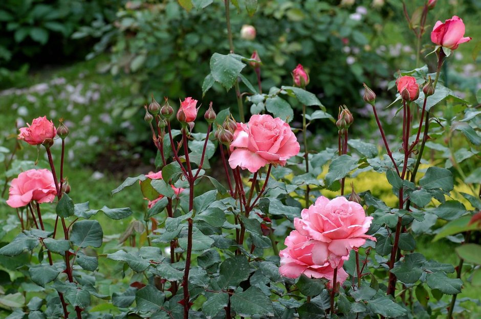 Роза Лоран Каброль первый год цветения
