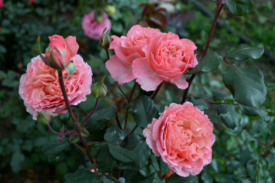 Laurent Cabrol роза