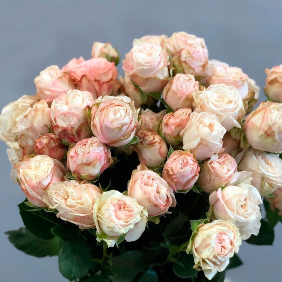 Кустовая пионовидная роза Бомбастик