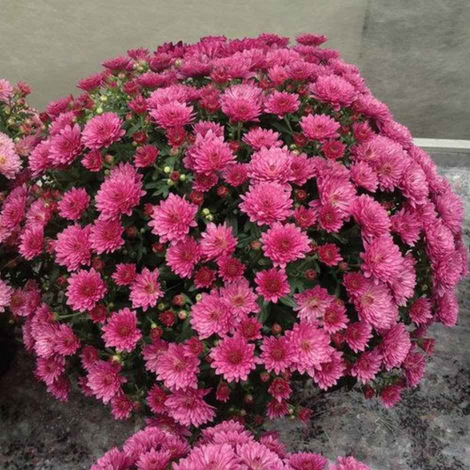 Хризантема Gigi Pink