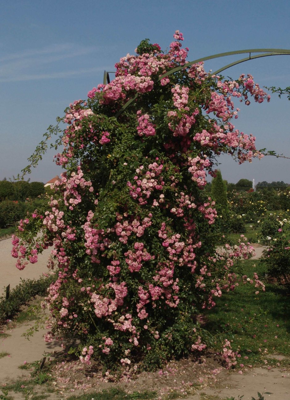 Роза плетистая многоцветковая