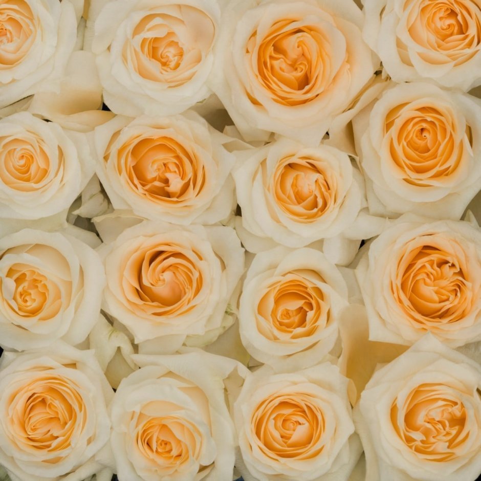 Альба роза Эквадор фото