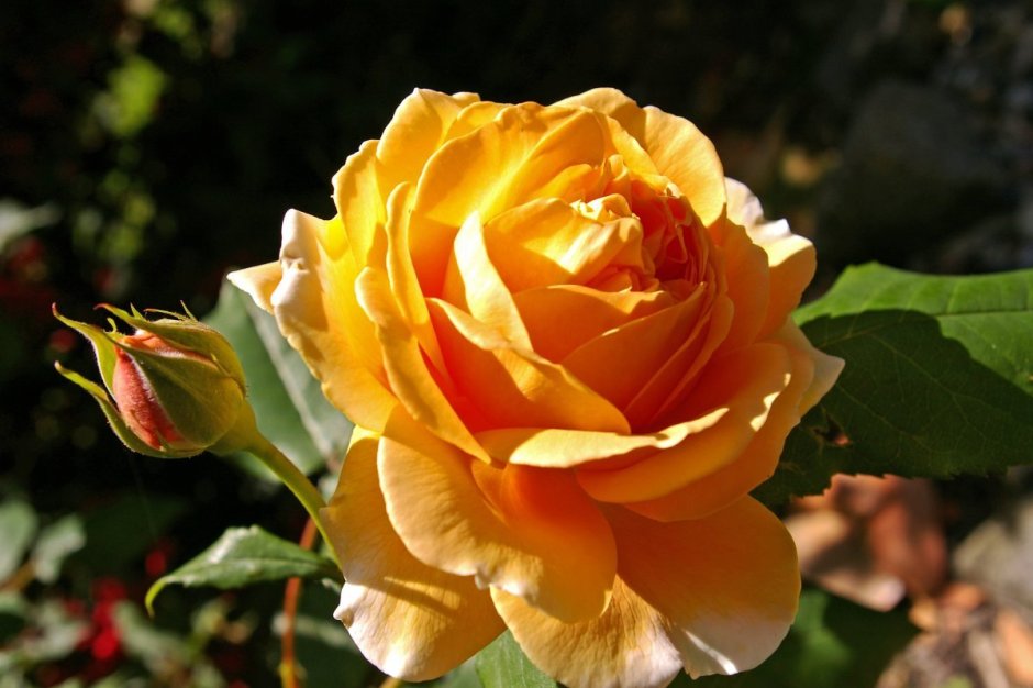 Роза чайно-гибридная Candlelight