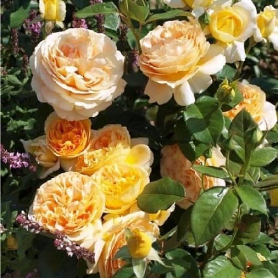 Кенделайт роза Эквадор
