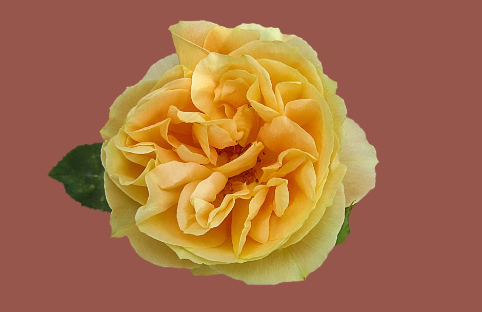 Роза Эквадор салма