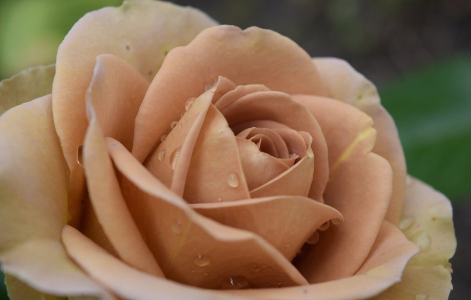 Роза чайно-гибридная капучино