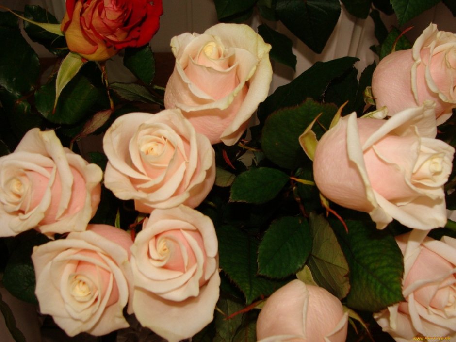 Цветы кремовые розы