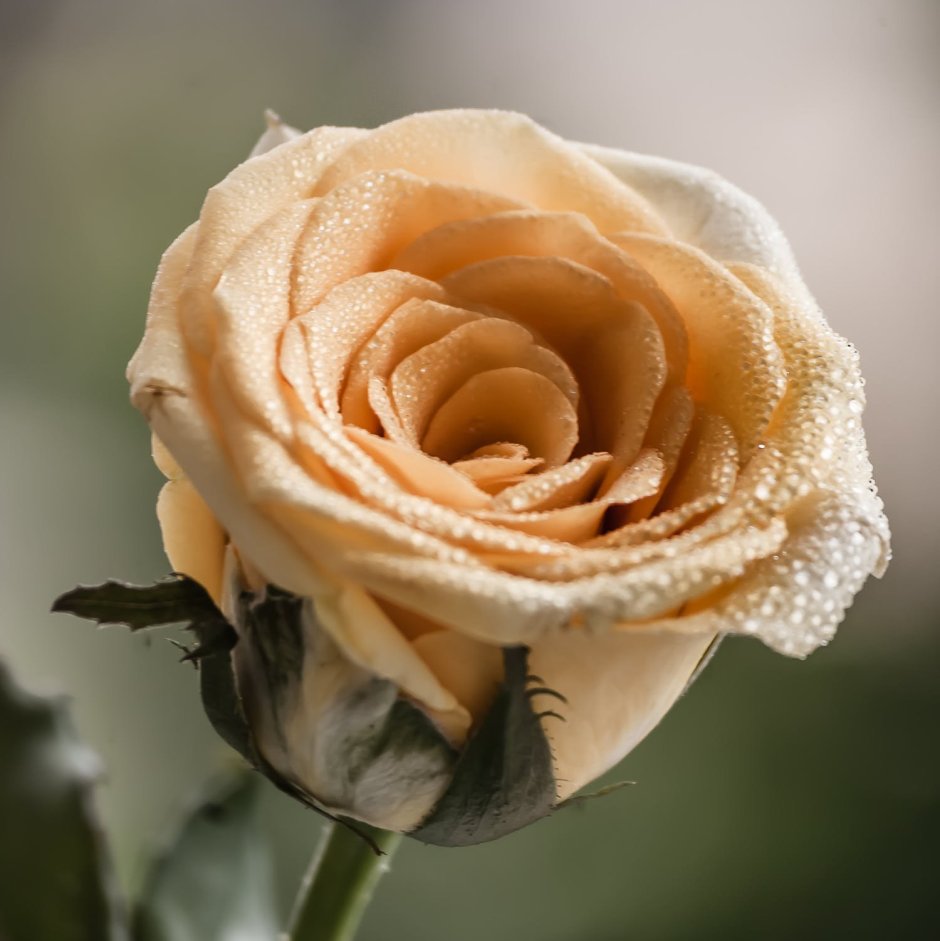 Шикарные кремовые розы