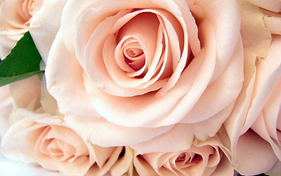 Роза кремово-розовая