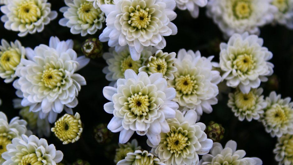 Цветы хризантемы фиалут