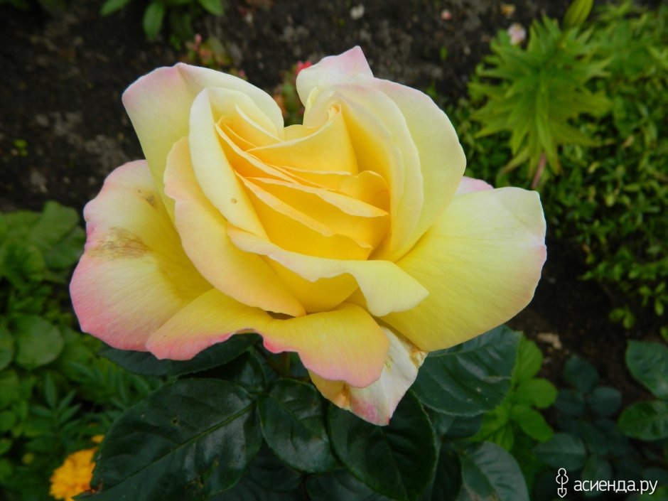 Голден дримс роза флорибунда