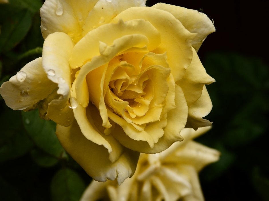 Жёлтая роза флорибунда Голден