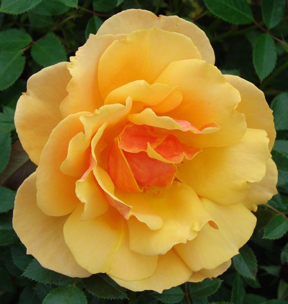 Роза флорибунда Голден дримс