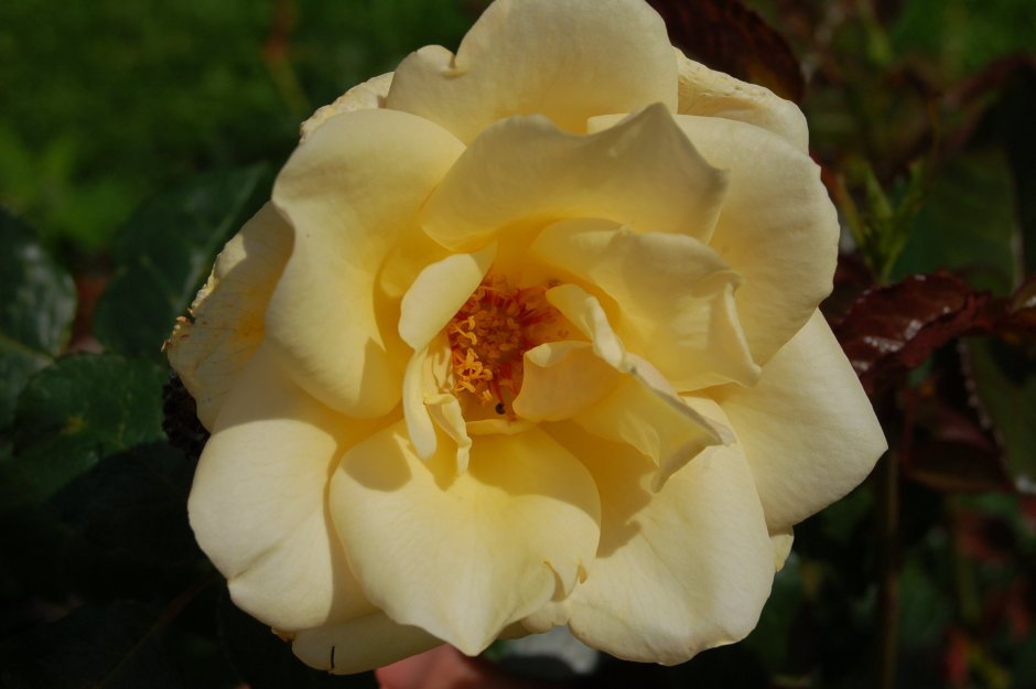 Роза чайно-гибридная Голден медальон