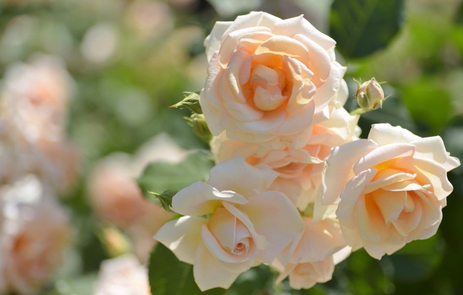 Роза флорибунда кремовая