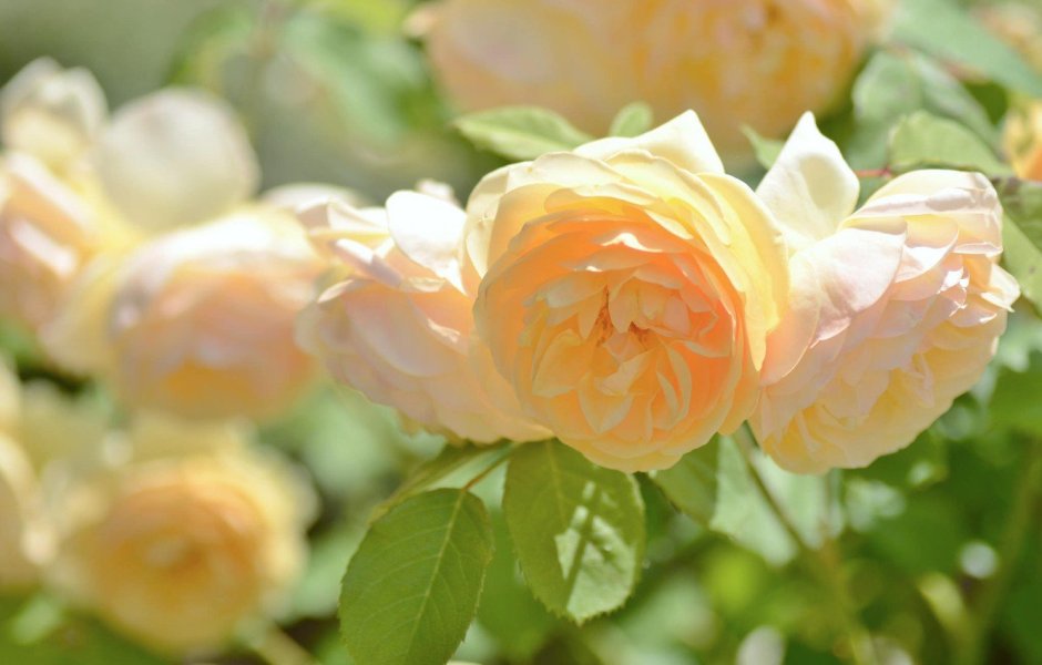 Куст персиковых роз
