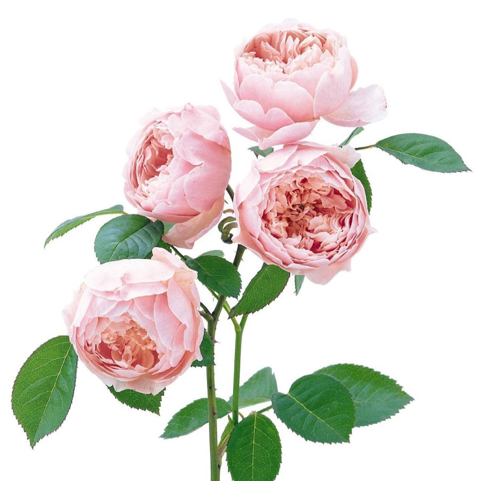 Роза Алнвик Роуз (the Alnwick Rose)