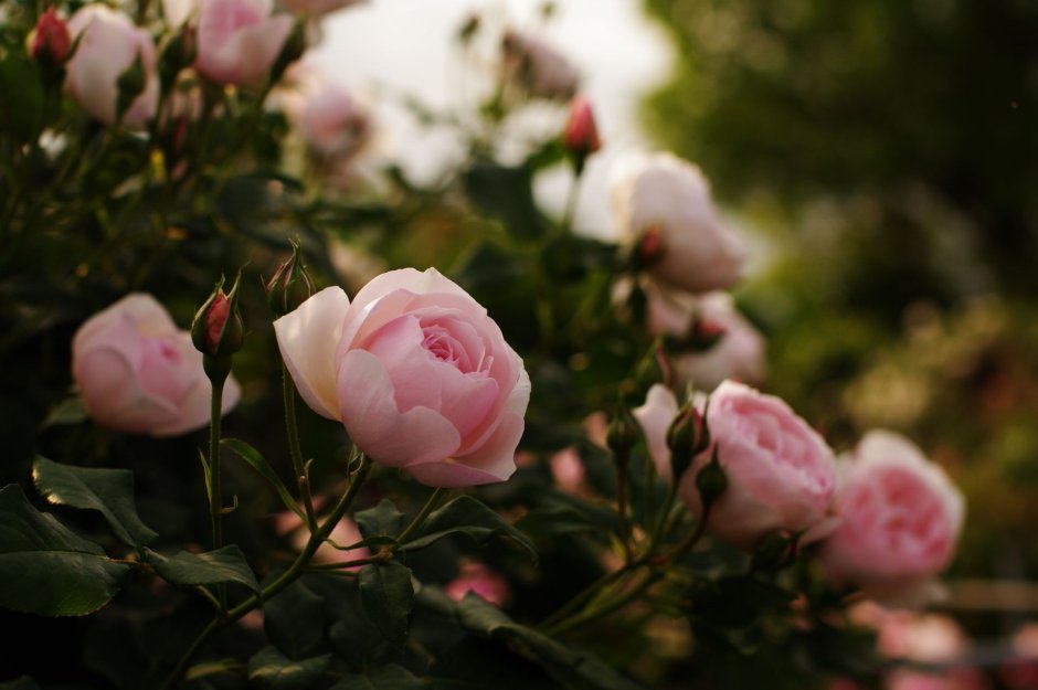 Пионовая роза куст